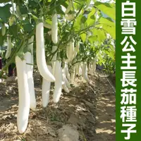 在飛比找蝦皮購物優惠-白色長茄種籽 白玉長茄白雪公主茄子種子 紫紅長茄種子 黑貴人