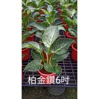 在飛比找蝦皮購物優惠-觀葉～鉑金蔓綠絨（6吋）