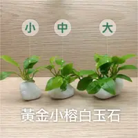 在飛比找蝦皮購物優惠-【陰性水草】黃金小榕 白玉石 迷你造景 超可愛 真水草 迷你