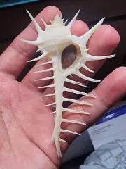 Murex SALOMONENSIS Grand rarity Solomon Islands