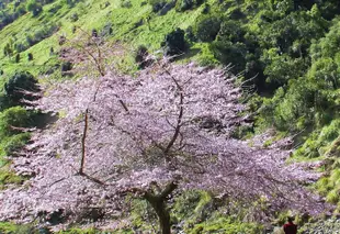 河谷旅館