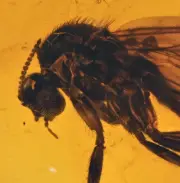 Detailed Mycetophilidae (Fungus Gnat), Fossil Inclusion in Baltic Amber