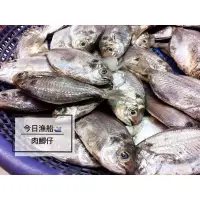 在飛比找蝦皮購物優惠-肉鯽魚 多肉魚 現撈 新鮮6隻250元