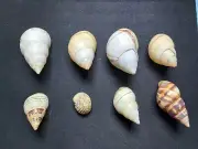 #6 Florida land snail shells mix of 8 different mostly B.H. & P.C 22.7mm-54mm