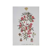 Maxwell & Williams Royal Botanic Garden Cotton Tea Towel Dish Cloth Boronia