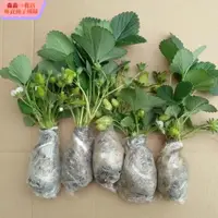 在飛比找蝦皮購物優惠-【草莓小苗】草莓 草莓種子 草莓苗裸根四季結果適合南北方室內