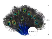 50 Pieces - Royal Blue Mini Natural Peacock Tail Body Eyes Wholesale Feather