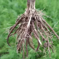 在飛比找蝦皮購物優惠-🔥蘆筍根苗🔥綠色蘆筍紫色水果蘆筍根莖多年生苗四季種植 多年生