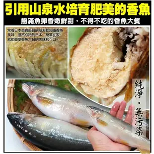 築地一番鮮 【買一送一】宜蘭特選巨無霸XXL爆卵香魚1盒(920g/盒,加贈1盒共2盒)