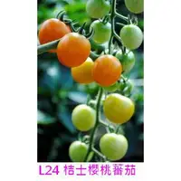 在飛比找蝦皮購物優惠-【萌田種子~】L24 桔士櫻桃迷你蕃茄種子200顆 , 分享