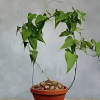 在飛比找蝦皮購物優惠-實生 墨西哥龜甲龍 Dioscorea mexicana 一