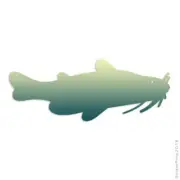 Catfish Fish, Vinyl Decal Sticker, 40 Patterns & 3 Sizes, #3245
