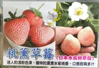 在飛比找樂天市場購物網優惠-[日本水蜜桃草莓盆栽 桃薰草莓苗 粉白草莓盆栽] 4.5-5