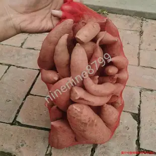 紅薯網袋 裝姜塊網袋 土豆網袋 蘋果 洋蔥網袋 地瓜網袋 批發網袋 辣椒袋--ninenine8799