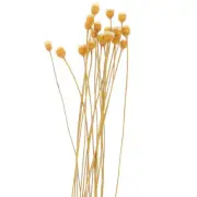 20 Pcs Aromatherapy Rattan Oil Diffuser with Sticks Flower Refill Office