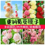 🌸重瓣復色蜀葵花種子 蜀葵種子多年生庭院易活一丈紅觀賞花卉花海種子草花種子陽台庭院盆栽 花卉盆栽 觀賞花 濃香花卉