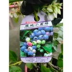 花巷-暖地小藍莓/藍莓品種/水果盆/6吋