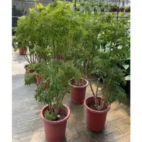 在飛比找蝦皮購物優惠-花田厝_造景樹木--羽葉福祿桐( 高4台尺 )(富貴樹)，觀