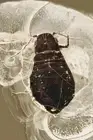 Great WINGLESS APHID Fossil PALAEOPHYLLAPHIS Genuine BALTIC AMBER +HQ Pic 220308