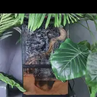 在飛比找樂天市場購物網優惠-【台灣保固】cm玻璃缸烏龜蛇雨林缸爬蟲缸爬寵守宮樹蜥角蛙專用