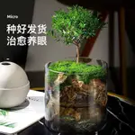 限時下殺玄山桌面苔藓微景观造景植物生态瓶绿植盆栽玻璃室内盆景创意摆件