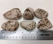 6 Petoskey Stone Natural Kintsugi Unpolished Hexagonaria Rock Lot Coral Fossils