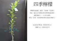 在飛比找Yahoo!奇摩拍賣優惠-心栽花坊-四季檸檬/4吋/嫁接苗/檸檬品種/傳統檸檬/水果苗