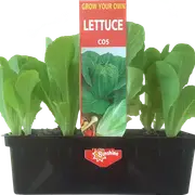 Punnet Lettuce Cos - Lactuca sativa - Grow Your Own Range