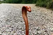 Walking Stick Cobra Snake Head Walking Cane - Wooden Hiking Stick -