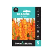 Bloomin Bulbs Gladioli Orange - 5 Pack