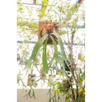 在飛比找蝦皮購物優惠-🌿山採爪哇#3鹿角蕨觀葉雨林植物盆栽，新手推薦