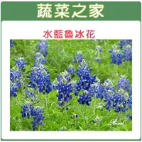 在飛比找樂天市場購物網優惠-【蔬菜之家】H05.魯冰花(水藍色)種子(共有3種包裝可選)