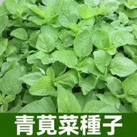 在飛比找蝦皮購物優惠-青莧菜種子 紅莧菜種子 莧菜種子 四季播陽臺盆栽蔬菜籽 蔬菜