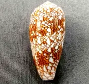 Conus textile 84 mm GEM BEAUTIFUL fat body shaped DARK unusual pattern "