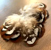 25pcs 5-6cm Natural Brown Black White Reeves Pheasant Feathers DIY Art Craft