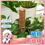 【植物纖維、疏水透氣】椰纖棒 爬藤架 水苔棒 攀爬棒 水苔柱 龜背芋 蛇木柱 椰棒 爬藤支架 蔓綠絨 懶洋洋