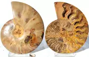 Large Black Ammonite Cut PAIR Deep Crystals Dino age Fossil 6.4" 162mm n2654nn