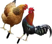 Generic Rooster Hen Stake Decor Ground Inserted Ornament for Yard Lawn Sign Outdoor Garden Art