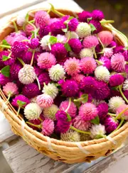 GLOBE AMARANTH / GOMPHRENA 'Tall Mix' *Edible* seeds
