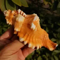 在飛比找樂天市場購物網優惠-天然大海螺貝殼象鼻螺虎頭螺標本螺水族魚缸造景創意家居櫥窗裝飾