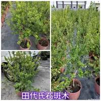 在飛比找蝦皮購物優惠-霏霏園藝田代氏石斑木 <6-7吋1000元原價1200元