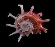 Sea shell - Angaria poppei 40mm