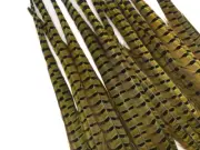 10 pieces - 18-22" Yellow Dye Long Ringneck Pheasant Tail Feather Costume Supply