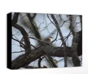 Chipping Sparrow Canvas Print 16x20
