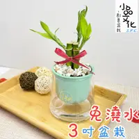 在飛比找蝦皮商城優惠-【小品文化】開運竹【現貨】富貴竹 3吋山形盆 懶人盆栽 免澆