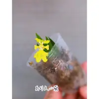 在飛比找蝦皮購物優惠-🌈🌈【悸動の感蕨】 扇形文心蘭 迷你文心蘭 文心蘭 蘭花 毬