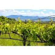 Save 20.00%! Aix-en-Provence - Mt Sainte Victoire wines in search of Cézanne