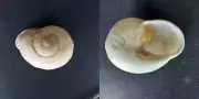 #R200 Pleurodonia Aspersa, Jamaica, 48.4mm land snail shell