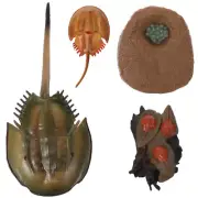 1 Set Simulated Horseshoe Crab Toy Life Cycle of Animal Life Cycle Figurines