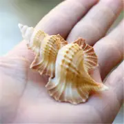 5-8 cm Biplex Perca Shell Maple Leaf Shaped Natural Shells DIY Craft Decoration